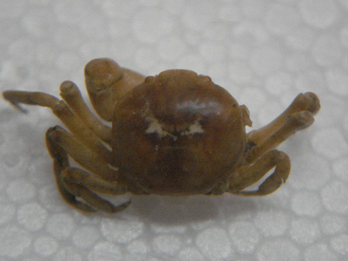 Pinnotheres pisum